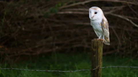 Barn Owl on fence post Stock Footage 243013699