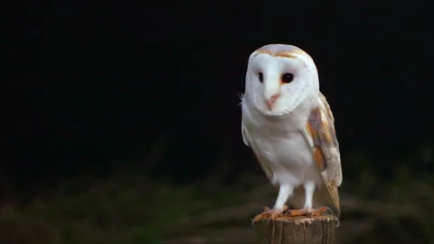 Barn Owl on fence post looking around Stock Footage 243013704