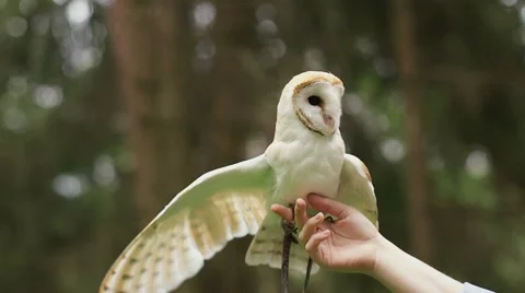 Barn owl flaps its wings in the hand of man Stock-Footage 68399086