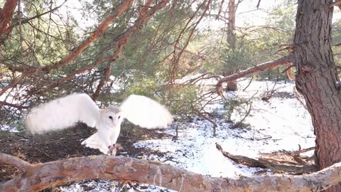 A barn owl flies slowly and lands on a branch in a winter pine forest Stock-Footage 307512742