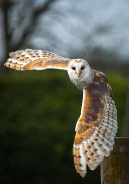 Barn owl in flight Stock Photos