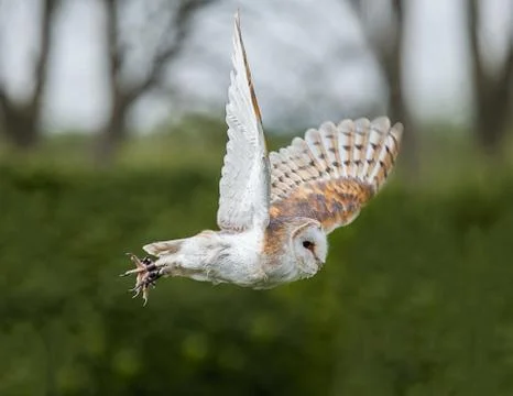 Barn owl in flight Stock Photos