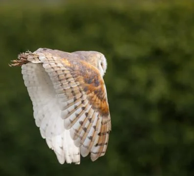Barn owl in flight Stock Photos