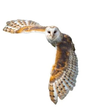 Barn owl in flight Stock Photos