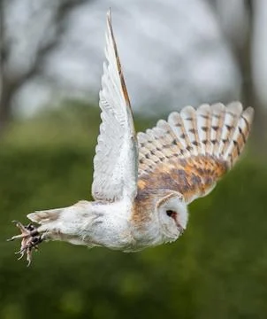 Barn owl in flight Stock Photos