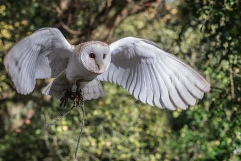 Barn Owl in flight Stock Photos