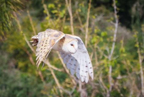 Barn Owl in flight Stock Photos