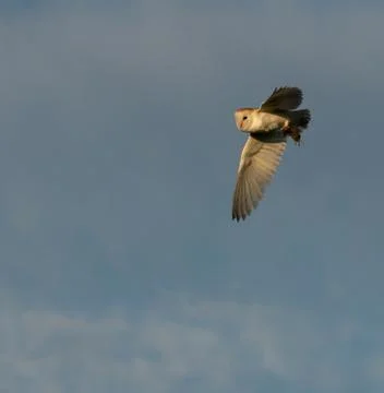 Barn Owl in flight Stock Photos