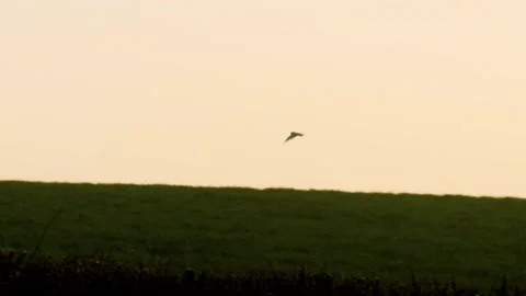 Barn Owl flying across field at dusk. Stock Footage 146134518