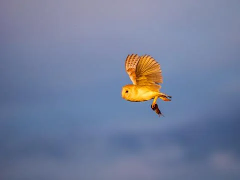 A Barn Owl Flying Back to its Nest Having Capured a Mouse Stock Photos