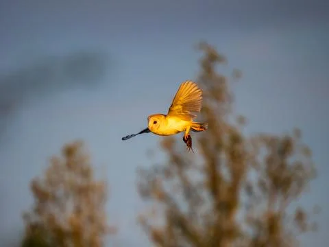 A Barn Owl Flying Back to its Nest Having Capured a Mouse Stock Photos