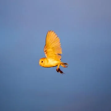 A Barn Owl Flying Back to its Nest Having Capured a Mouse Stock Photos