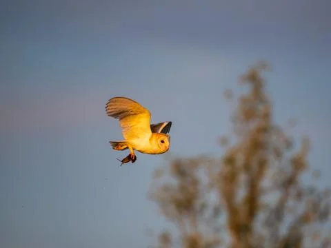 A Barn Owl Flying Back to its Nest Having Capured a Mouse Stock Photos