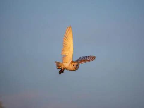 A Barn Owl Flying Back to its Nest Having Capured a Mouse Stock Photos