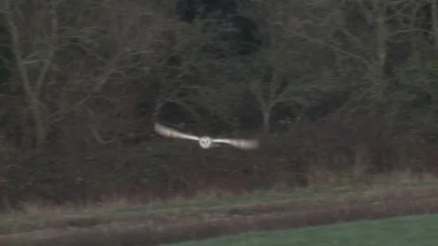 Barn Owl flying close to farm. Stock Footage 146134196