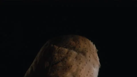Barn owl flying off into darkness Video stock 170970114