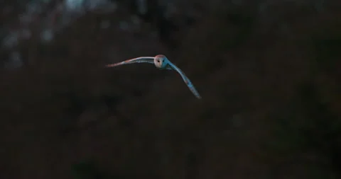Barn owl flying in forest Stock Footage 295190139