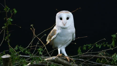 Barn Owl flying out of hedge Stock Footage 243014264