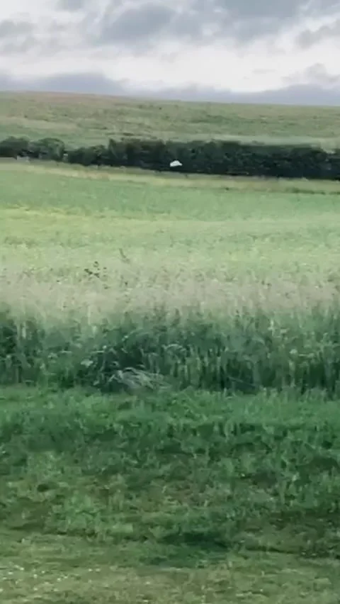 Barn owl flying over the UK countryside  動画素材 156453065