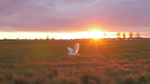 A Barn Owl flying in slow motion towards camera then swooping down on to prey Stock Footage 154599408