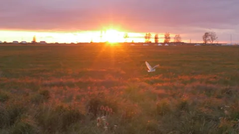 Barn Owl flying in slow motion at sunset 4K Stock Footage 154603977
