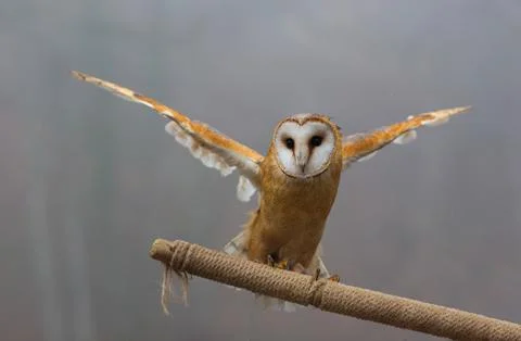 Barn Owl Flying Toward the Camera Above a Perch Fotos Stock