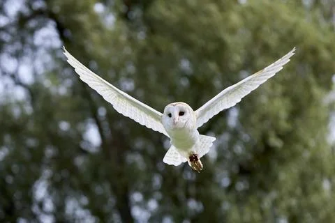 Barn Owl Flying Toward Camera with Wings Spread Stock Photos