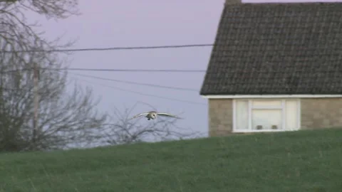 Barn Owl flying towards camera near houses and fields. Stock Footage 146134468
