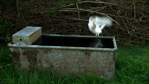 Barn Owl flying off water container Stock Footage 243014976