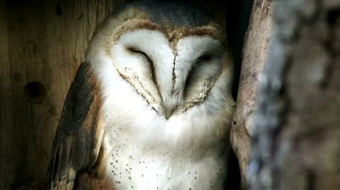 Barn Owl Stock Footage 4153370