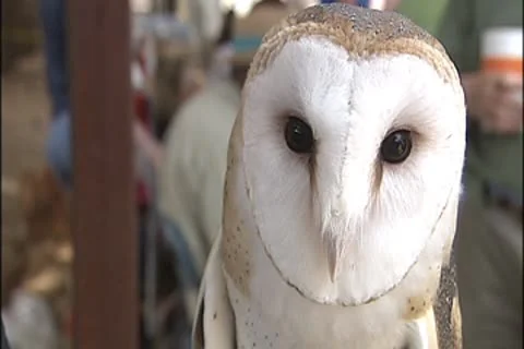 Barn owl Stock Footage 8931036