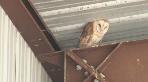Barn Owl Stock Footage 11827855