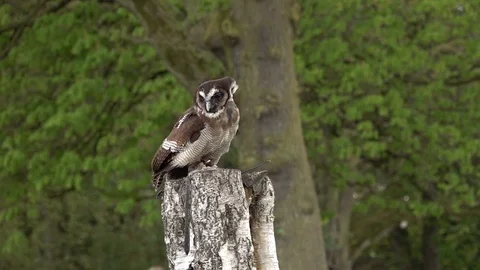 Barn owl Stock Footage 89489898