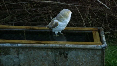Barn Owl Stock Footage 243014970