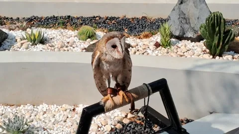 Barn Owl Stock Footage 281546376