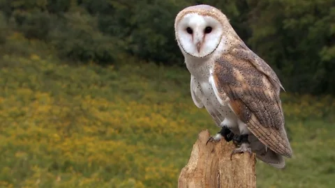 Barn Owl in forest Stock Footage 82126501