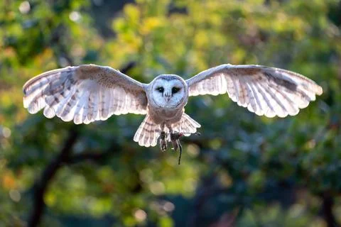 Barn owl from front side flying to the camera direction. Spread wing backlighted Stock Photos