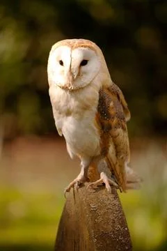 Barn Owl on Gravestone Stock Photos