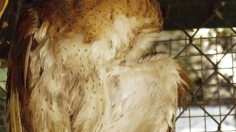 Barn Owl Grooming Stock Footage 8599968