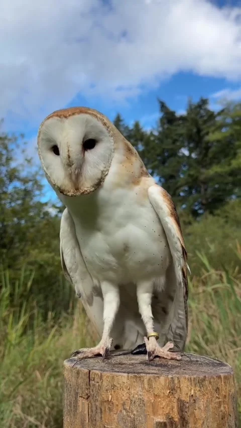 A Barn Owl, hanging out in between flights back in Video stock 327809349