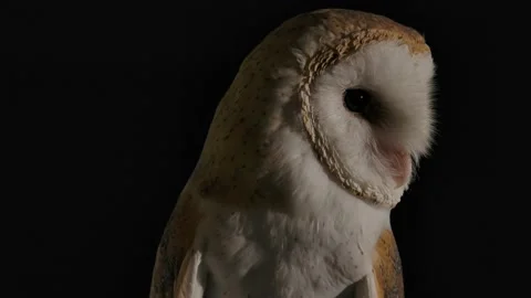 Barn owl head swivel looking for prey Stock Footage 170836550