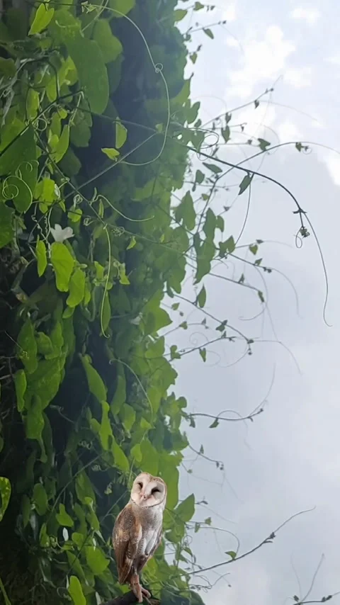 Barn Owl on the Hillside, Vertical Stock-Footage 301967311