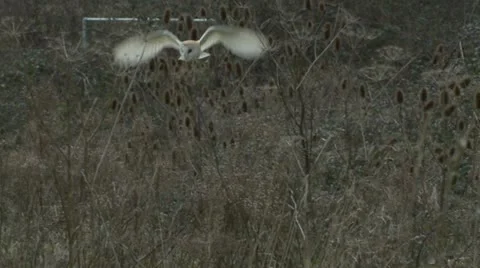 Barn Owl Hunting Stock Footage 21219187