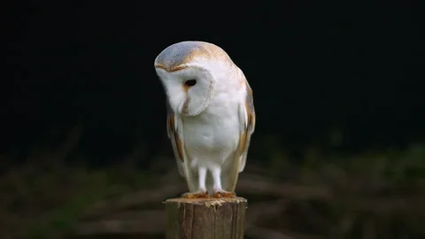 Barn Owl hunting Stock Footage 243014238
