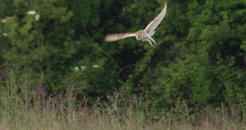 Barn owl hunting over field, Dorset, UK Video stock 144259727