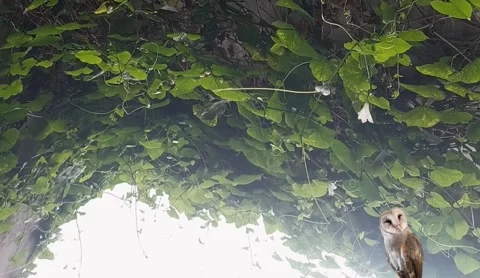 Barn Owl inside the Barn Video stock 301967184