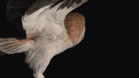 Barn owl isolated on black background Stock Footage 170970174