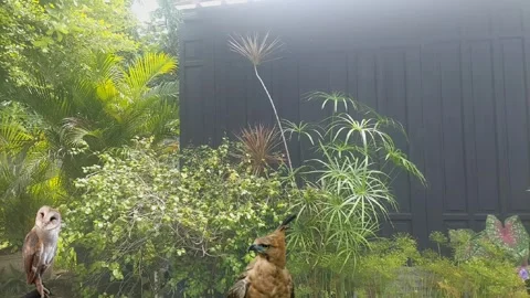 Barn Owl with Javan Hawk Eagle Video stock 305550096