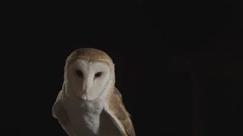 Barn owl landing in slow motion on Stock Video Pond5