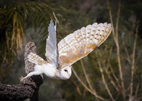 Barn Owl Launch Stock Photos